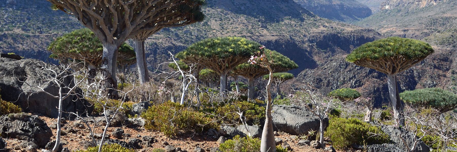 Weihrauch Boswellia ameero