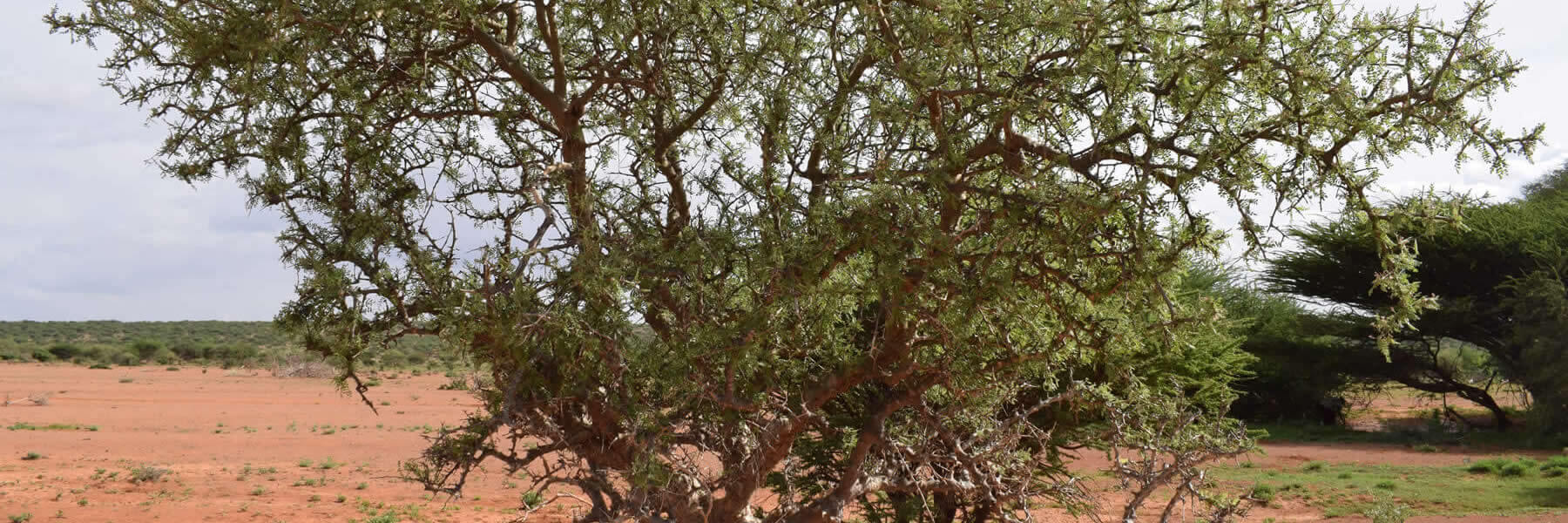 Neglecta Weihrauch