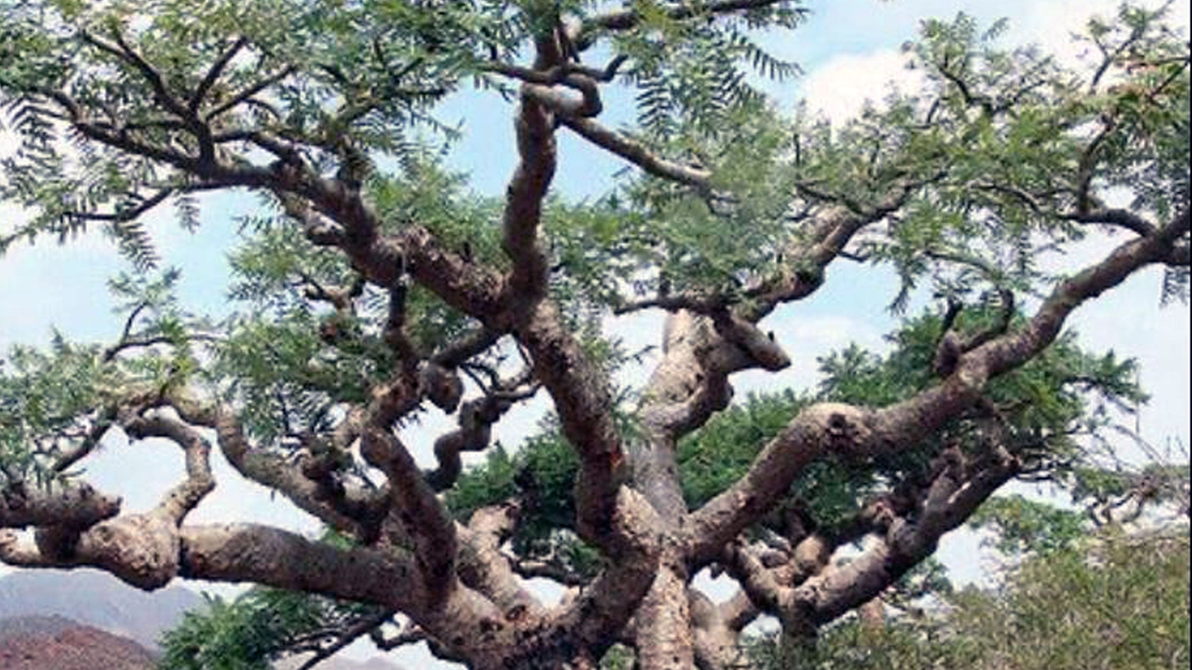 Weihrauch Boswellia papyrifera
