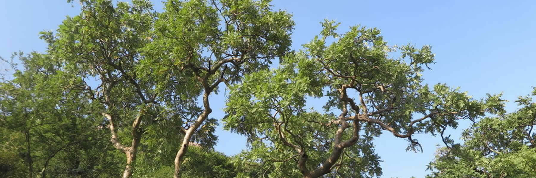 Weihrauch Indien Baum
