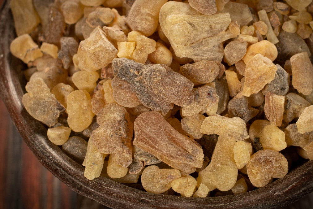 Weihrauch occulta Nahaufnahme RW6443