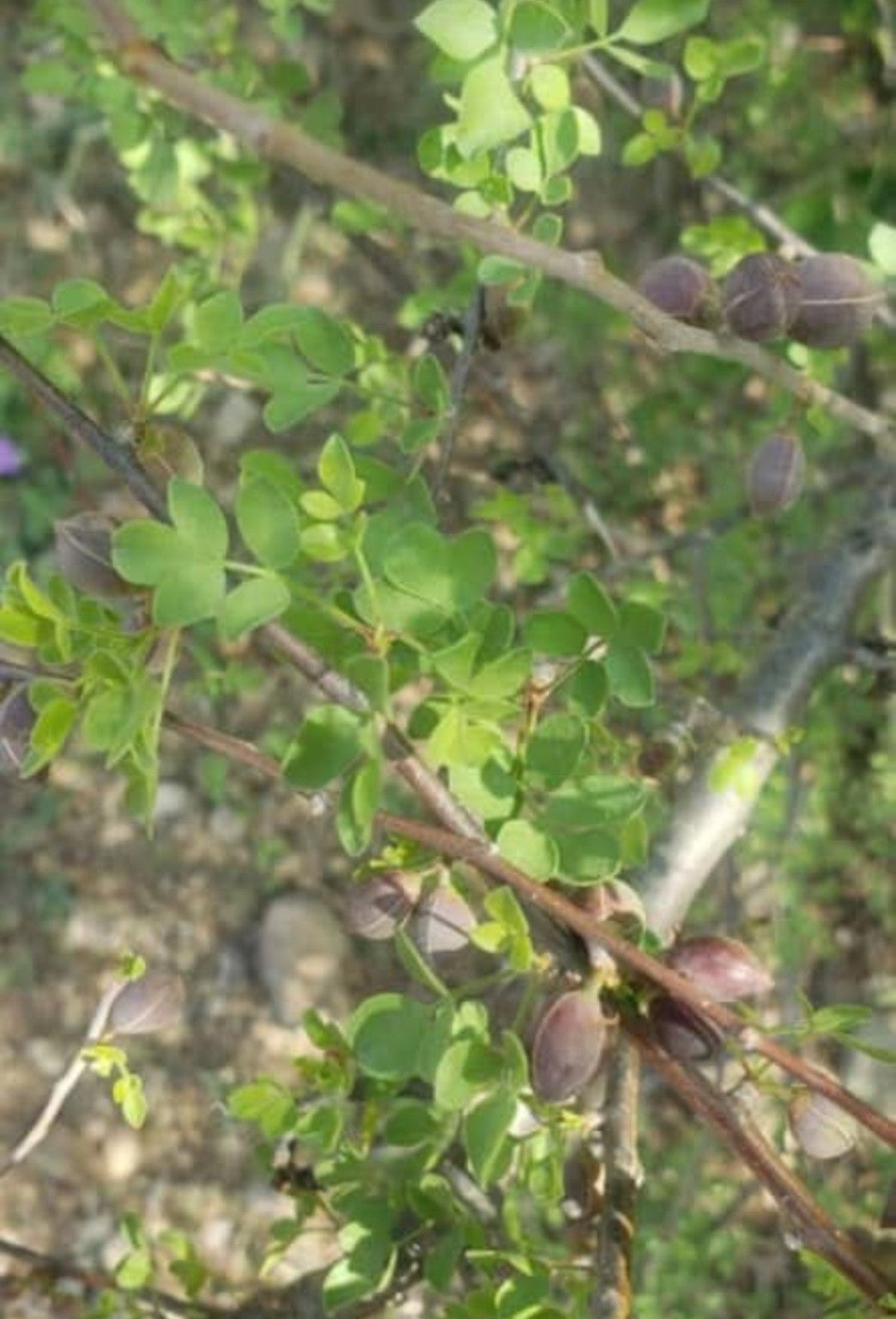 Balsam von Gilead/biblische Myrrhe - Commiphora gileadensis - 25g