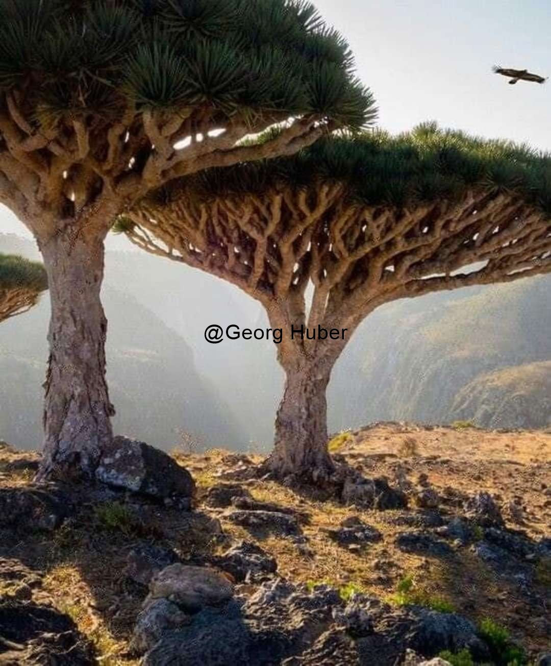 Drachenblut Baum RW2439