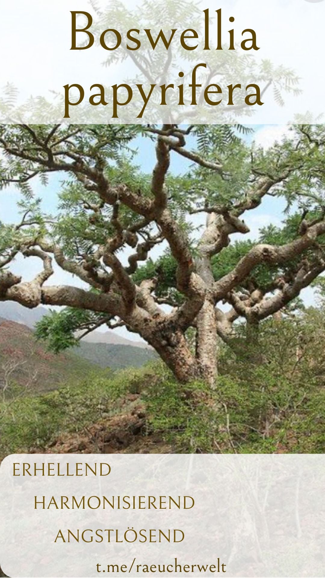 Kurzporträt Boswellia papyrifera Weihrauch