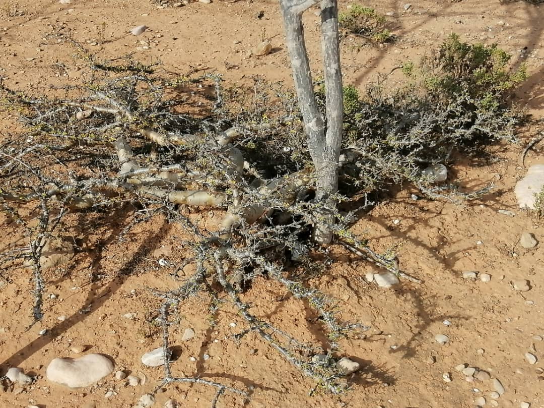 myrrhe baum