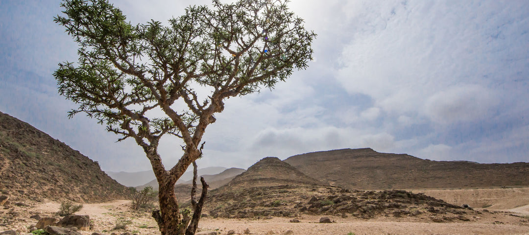Boswellia sacra – Weihrauch aus Oman und Jemen