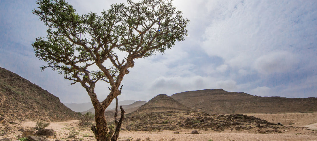 Boswellia sacra Weihrauch: Hojari, Oman, Duft, Wirkung & Qualität