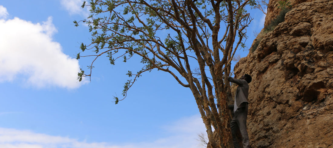 Boswellia frereana – Weihrauch aus Somalia