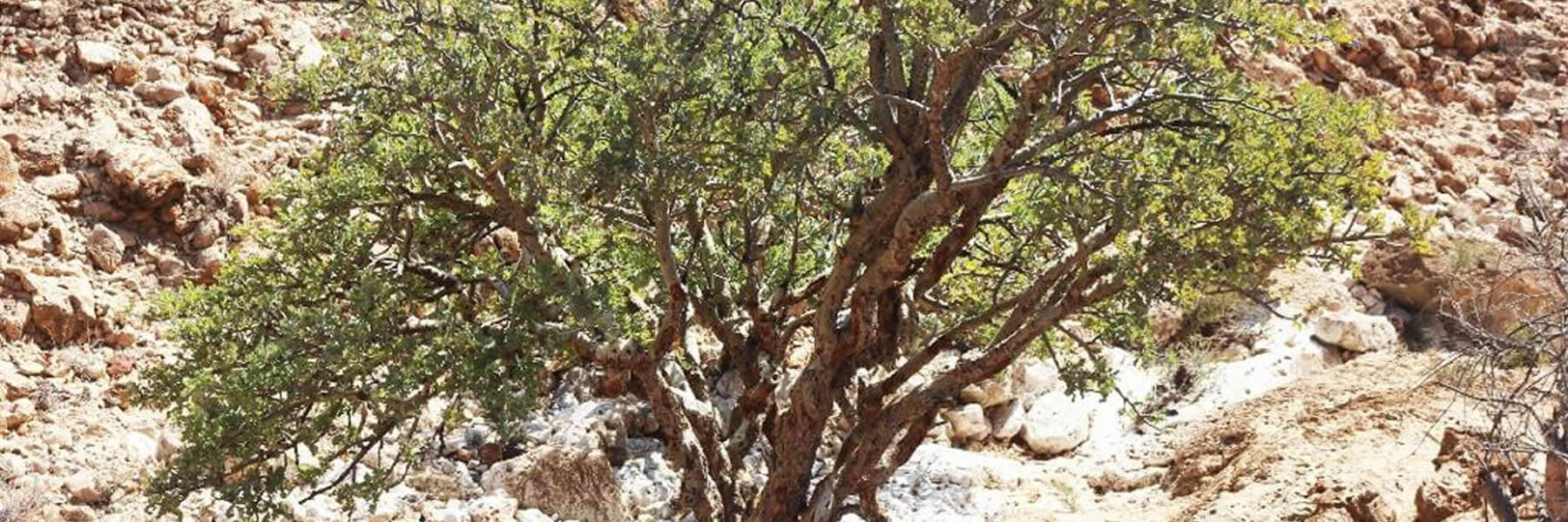 Boswellia occulta Baum Weihrauch