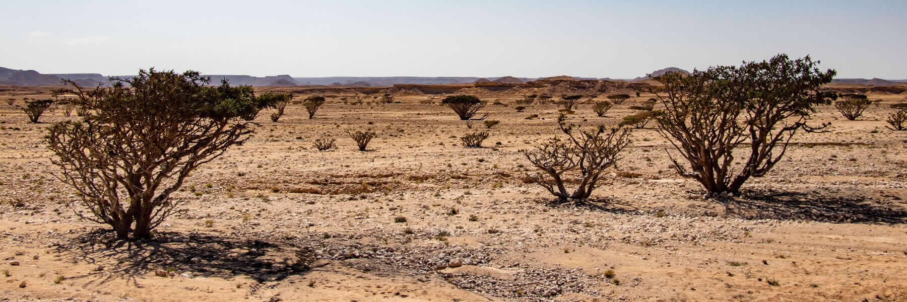 Weihrauchbäume Oman