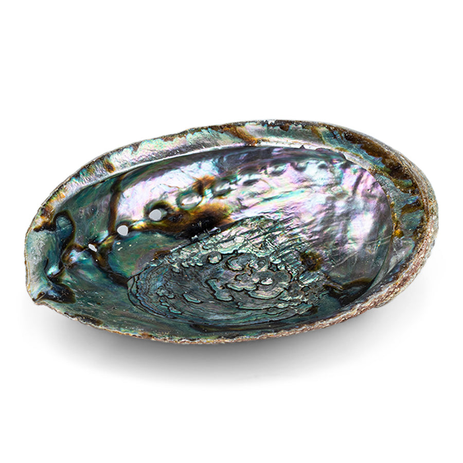 Abalone Schale aus Mexiko