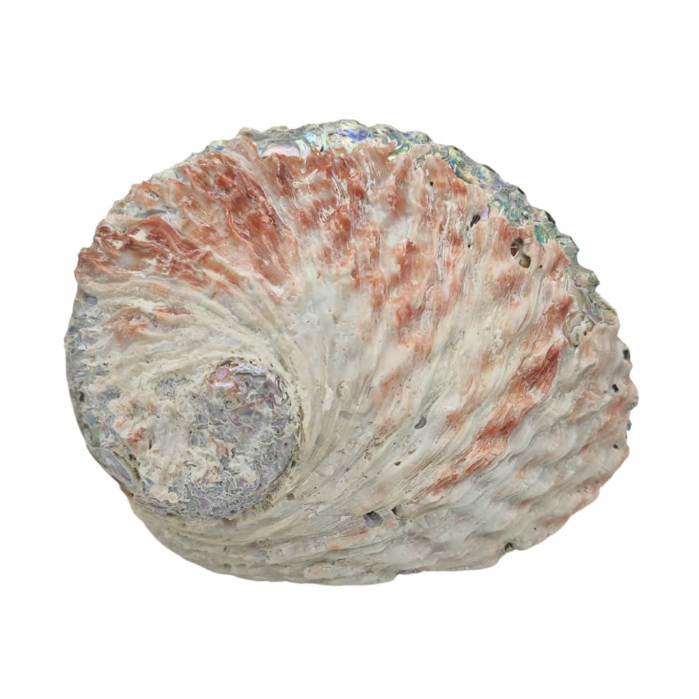 abalone schale rückseite